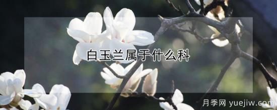 白玉兰属于什么科(图1)