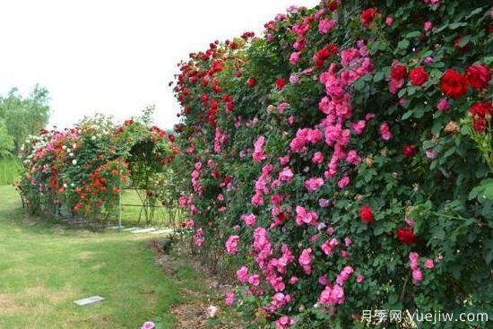月季花有几种颜色，月季花品种图片大全(图5)