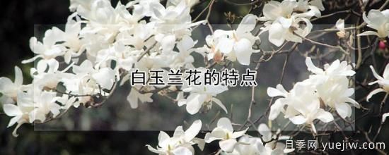 白玉兰花的特点(图1)