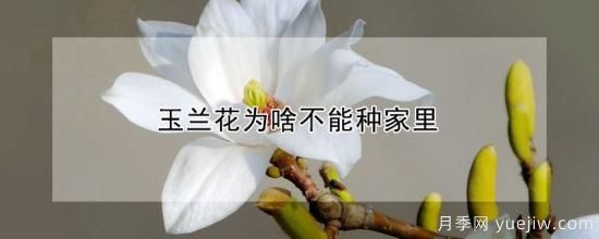 玉兰花为啥不能种家里(图1)