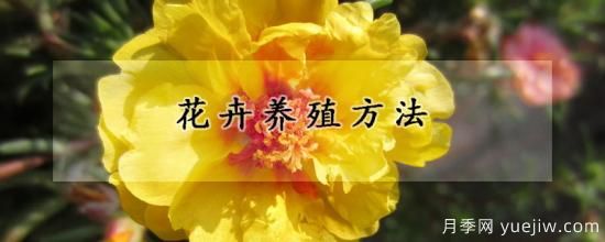 花卉养殖方法(图1)