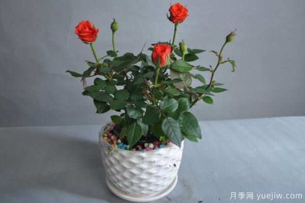 月季花品类大全，月季花的5大品种(图6)