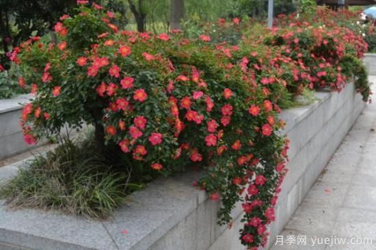 月季花品类大全，月季花的5大品种(图3)