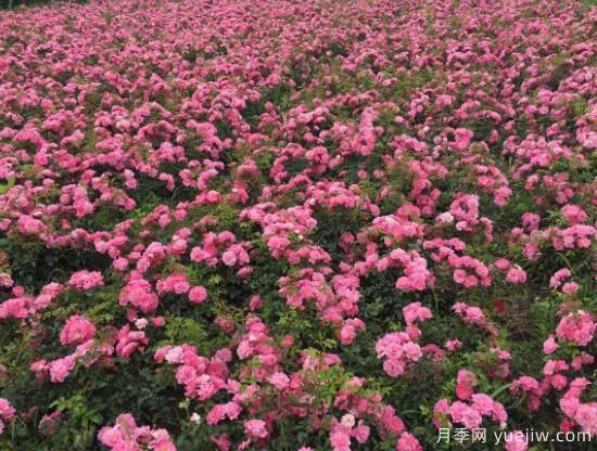 月季花有几种颜色，月季花品种图片大全(图7)