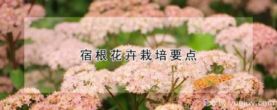 宿根花卉栽培要点(图1)