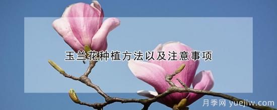 玉兰花种植方法以及注意事项(图1)