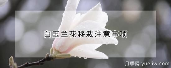 白玉兰花移栽注意事项(图1)