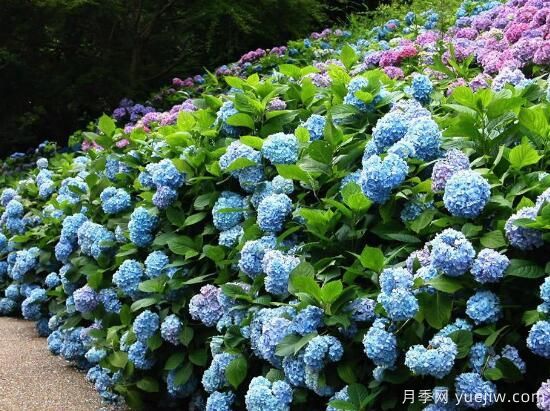 绣球花有哪些品种,绣球花品种图片大全(图1) 绣球花有哪些品种,绣球花品种图片大全(图1)