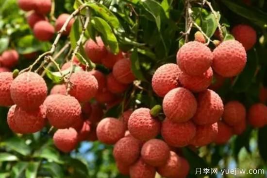 夏季水果大全 夏季有哪些水果(图2)