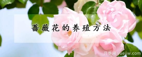 蔷薇花的养殖方法(图1)