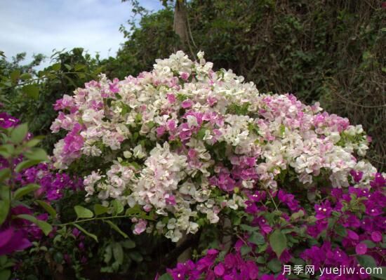 三角梅有哪些品种,常见的三角梅品种大全(图1) 三角梅有哪些品种,常见的三角梅品种大全(图1)