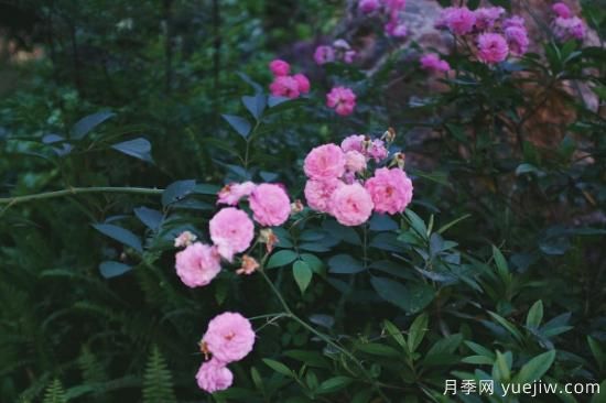 蔷薇扦插***简单方法 蔷薇花怎么扦插(图2)