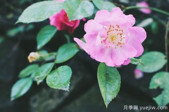 蔷薇扦插***简单方法 蔷薇花怎么扦插(图3)