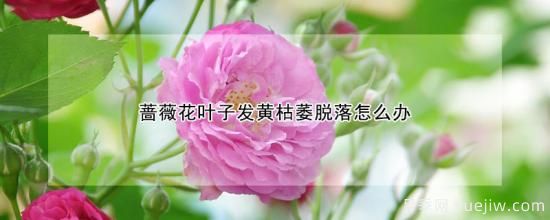 蔷薇花叶子发黄枯萎脱落怎么办(图1)