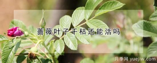 蔷薇叶子干枯还能活吗(图1)