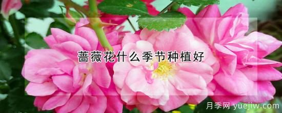 蔷薇花什么季节种植好(图1)