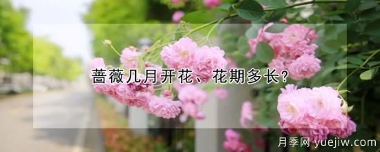 蔷薇几月开花、花期多长?(图1)