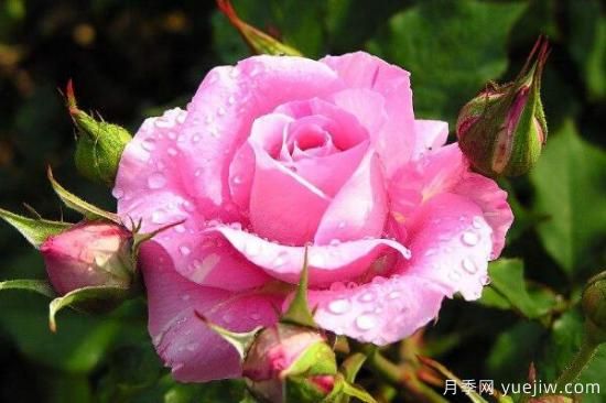 粉色蔷薇花的花语，以及蔷薇花花语大全(图1)