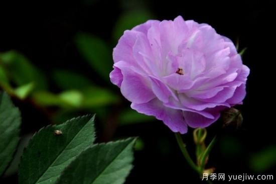 粉色蔷薇花的花语，以及蔷薇花花语大全(图2)
