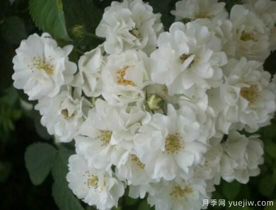 八大蔷薇花品种图片大全(图1)