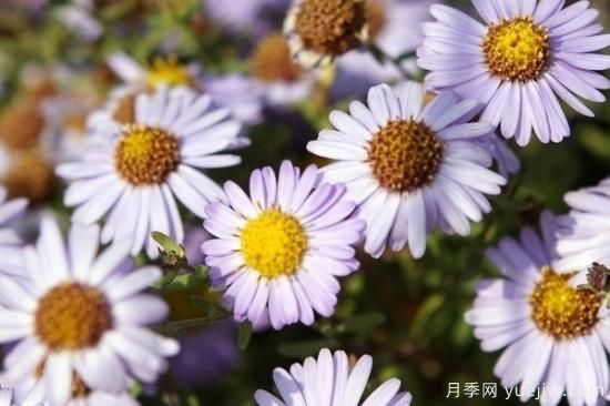 菊花的花语有什么(图1)