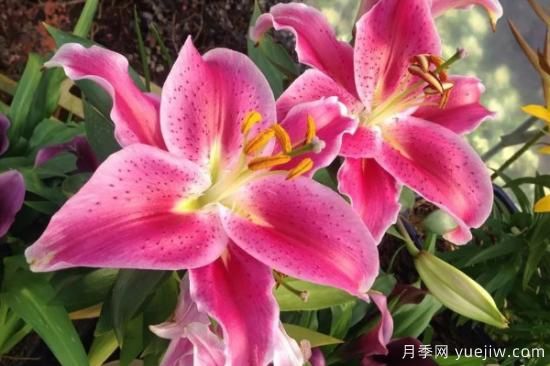 百合花有哪些含义(图1)