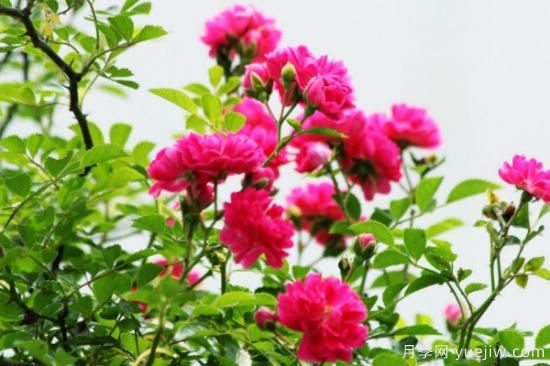 蔷薇有哪些含义(图3)