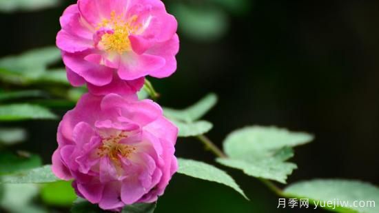 蔷薇有哪些含义(图1)