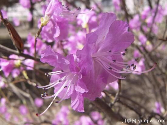 杜鹃花有哪些常见品种？杜鹃花品种图片大全(图1)