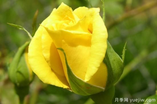 黄玫瑰有哪些花语(图1)