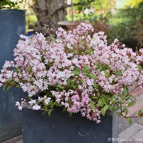 几种让花园充满浪漫色彩的粉色花卉，满足少女心(图3)