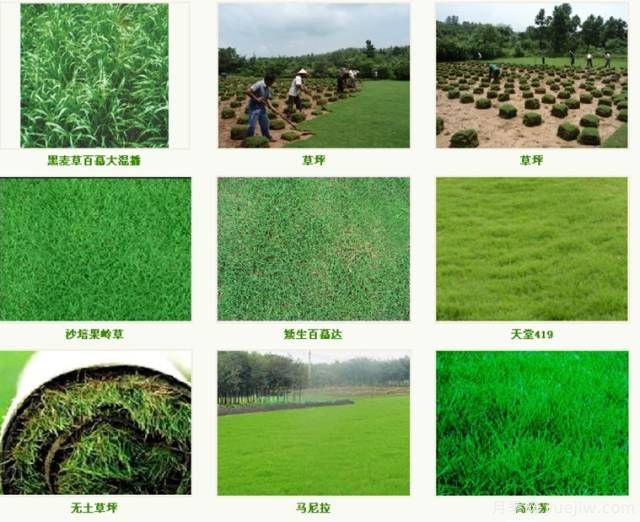 ***优草坪品种分类和搭配运用(图1)