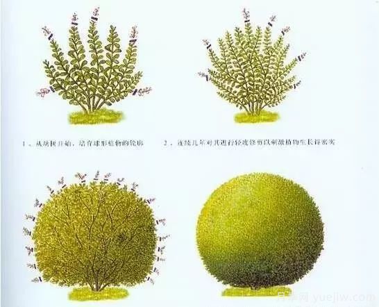 如何做好园林植物的立体造型(图2)