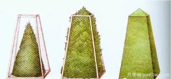 如何做好园林植物的立体造型(图5)