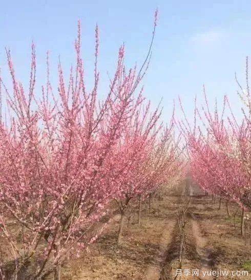 红梅小苗什么时候栽植移栽比较好(图1)