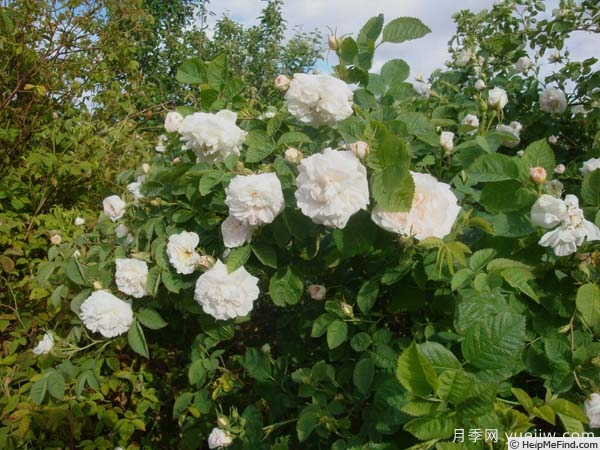 玫瑰后传--探寻玫瑰精油与食用玫瑰的奥秘(图9)