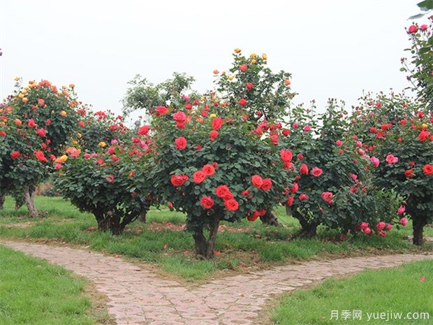 植物设计师的乔木灌木和月季花卉的配置方法(图1)