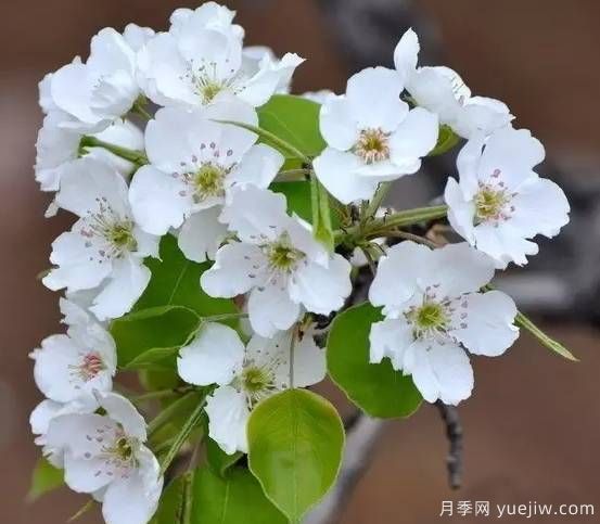 桃花,杏花,樱花,梨花,李花,海棠花傻傻分不清？(图10)