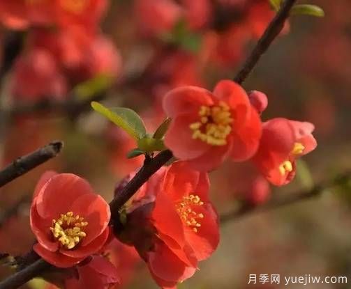 桃花,杏花,樱花,梨花,李花,海棠花傻傻分不清？(图15)