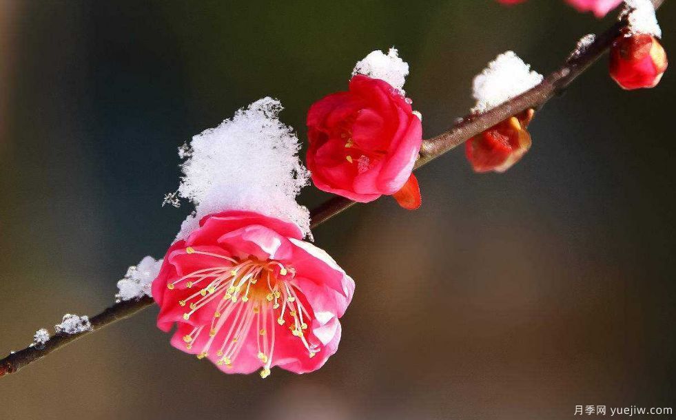 桃花,杏花,樱花,梨花,李花,海棠花傻傻分不清？(图9)