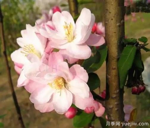 桃花,杏花,樱花,梨花,李花,海棠花傻傻分不清？(图13)