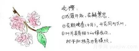 桃花,杏花,樱花,梨花,李花,海棠花傻傻分不清？(图6)