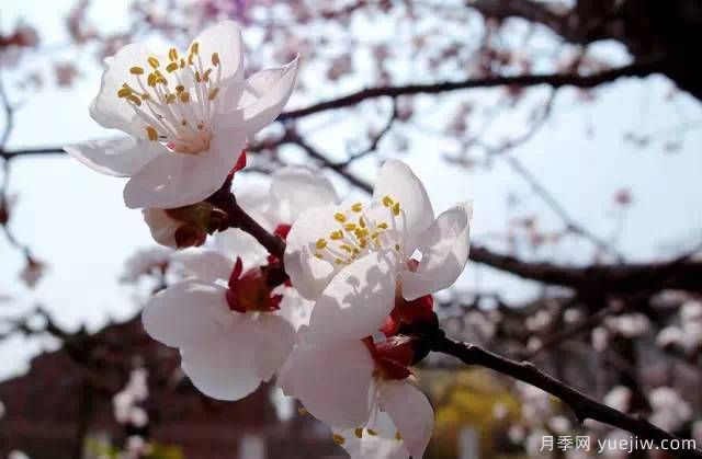 桃花,杏花,樱花,梨花,李花,海棠花傻傻分不清？(图20)