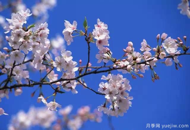 桃花,杏花,樱花,梨花,李花,海棠花傻傻分不清？(图21)