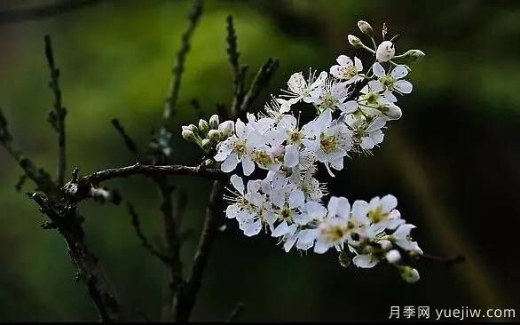 桃花,杏花,樱花,梨花,李花,海棠花傻傻分不清？(图22)