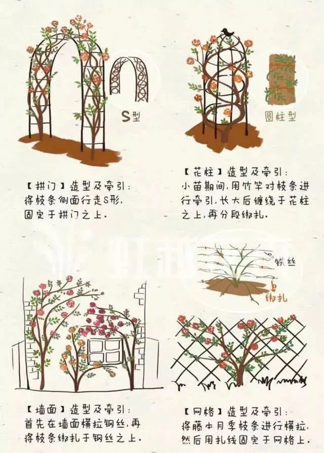 冬季月季修剪技术要点(图4)