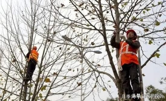 12月份园林养护如何做，才能给全年养护做个好结尾(图2)