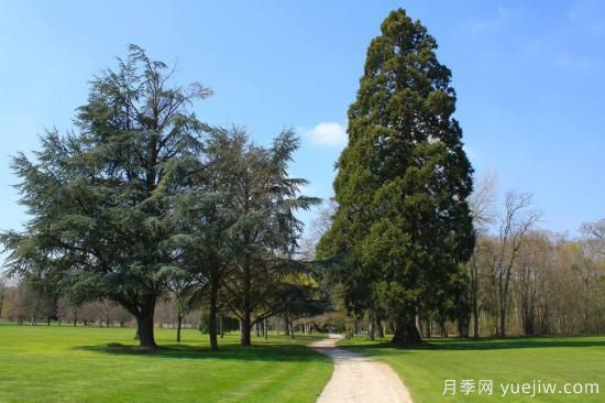 雪松什么季节栽植成活率好？(图1)