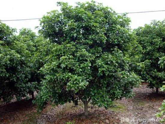 用农药对大叶女贞除虫和除草方法(图1)