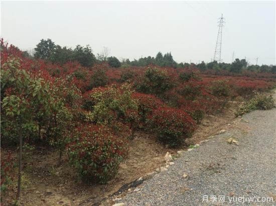 错误的观念会使红叶石楠生长危险(图1)